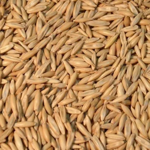 Oats Seed